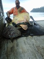 sauvetage des tortues en mer